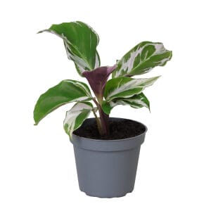 Calathea (Goeppertia) White Miracle