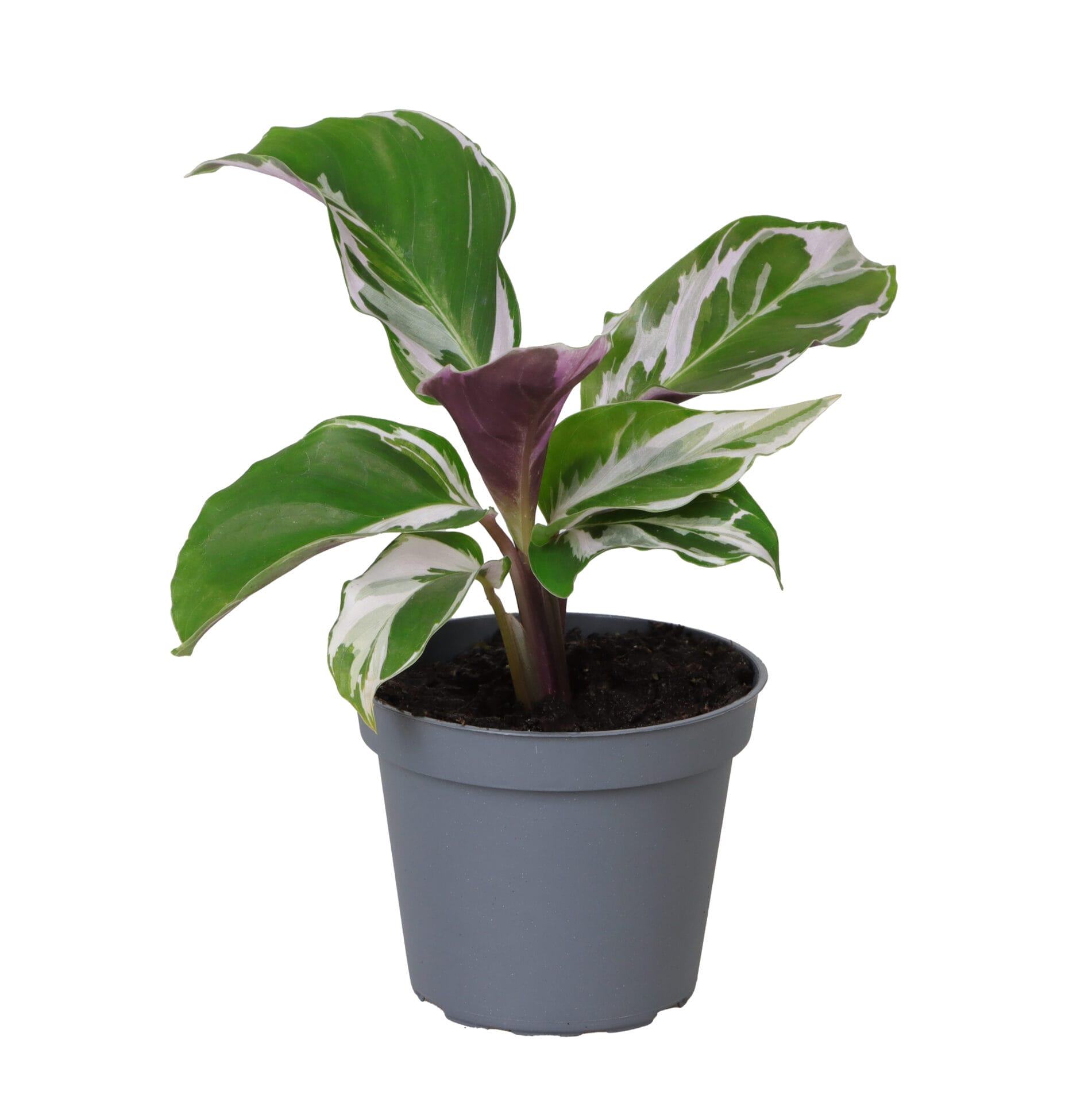 Calathea (Goeppertia) White Miracle