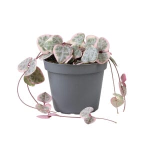 Ceropegia Woodii Variegata