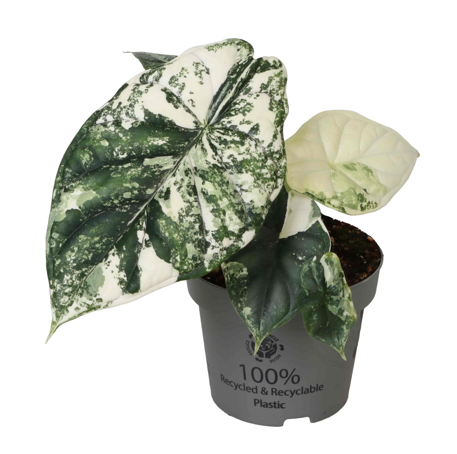 Alocasia Dragon Scale Variegata - Lundagerplants