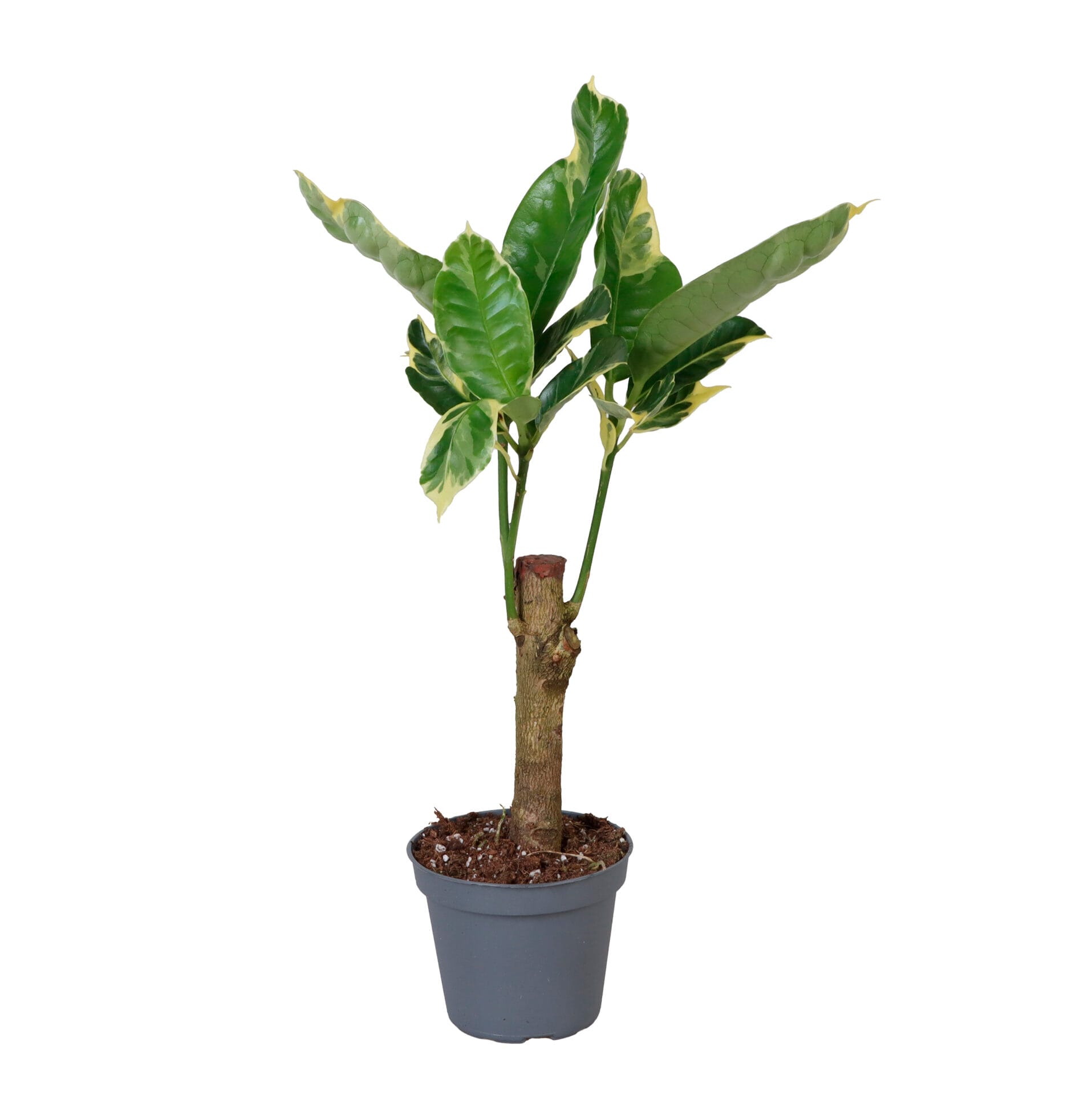 Codiaeum Tamara Cane