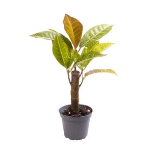 Codiaeum Petra Cane