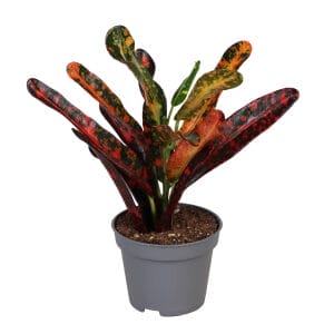 Codiaeum Red Batik