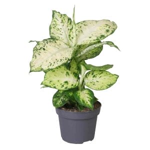 Dieffenbachia Maculata Amy