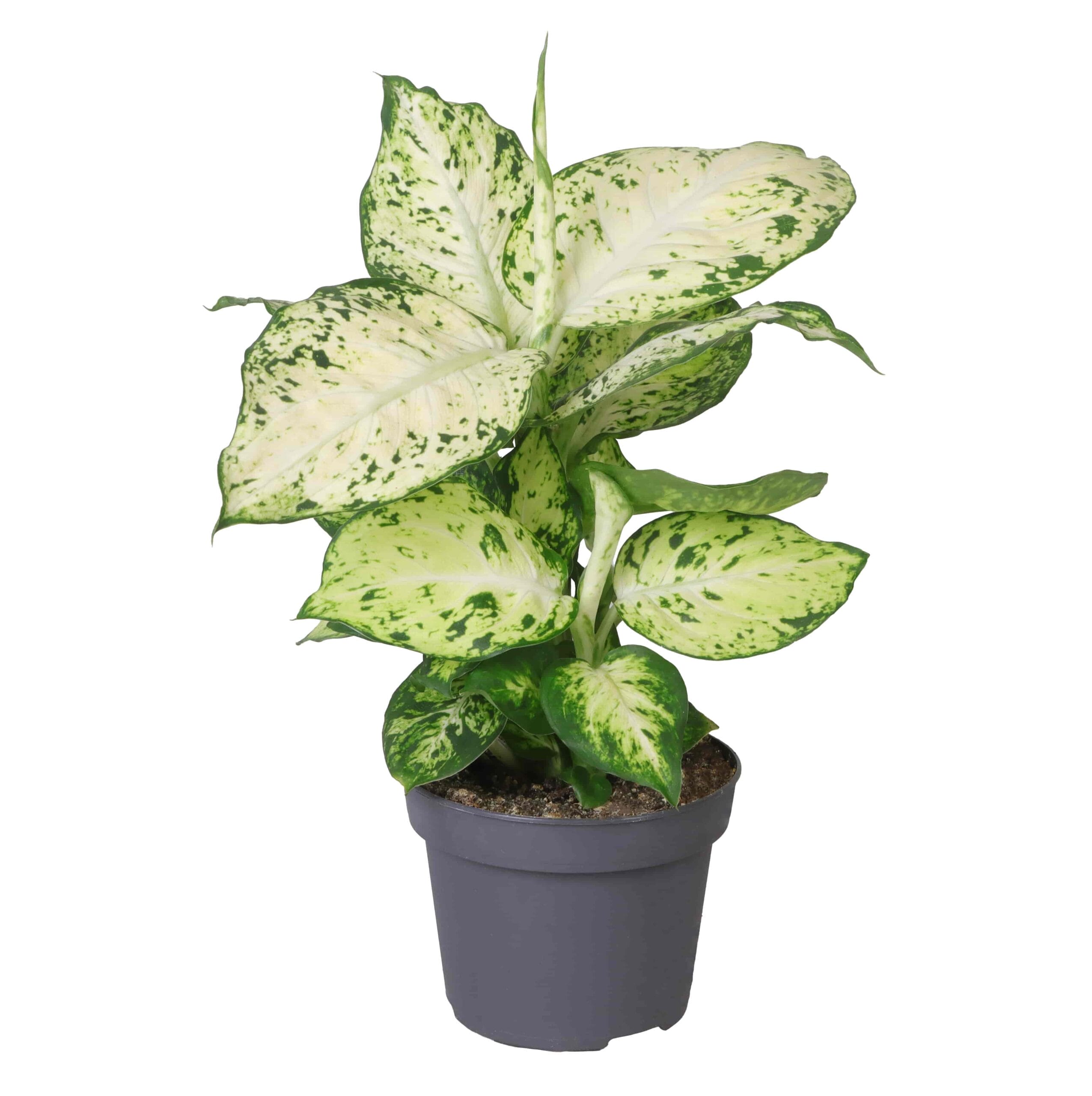 Dieffenbachia Maculata Amy