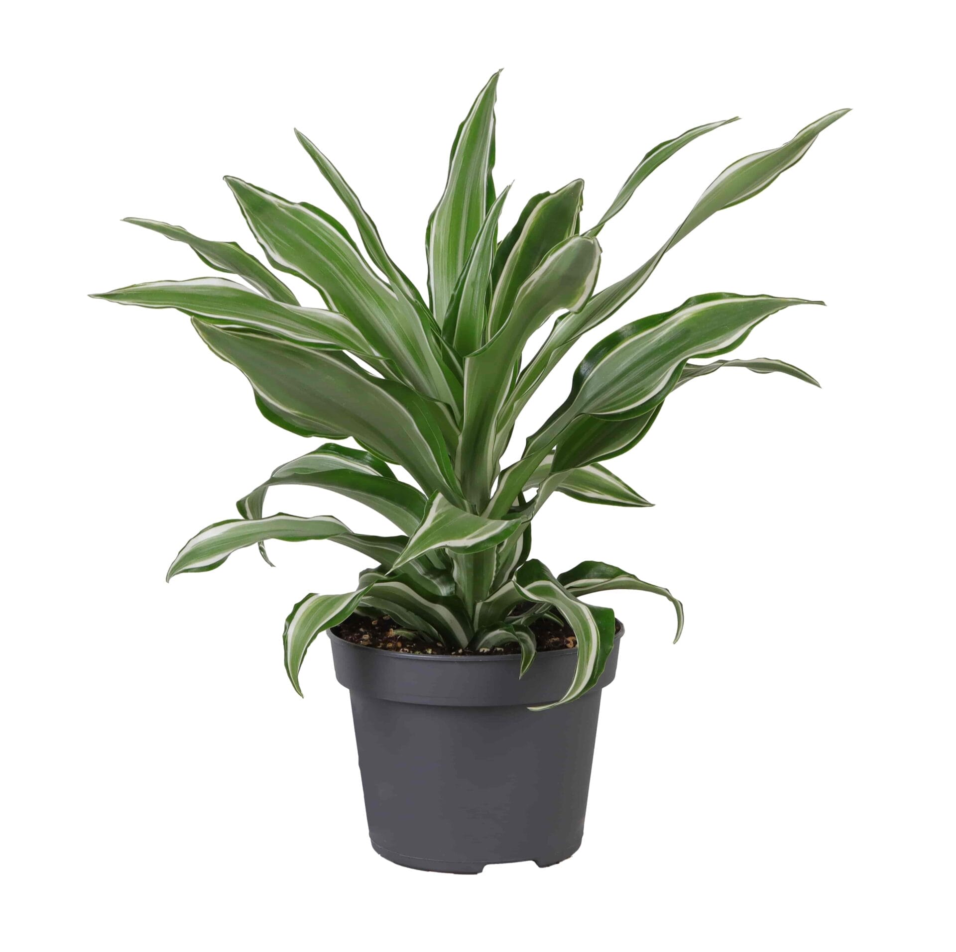 Dracaena Dragontree Kanzi