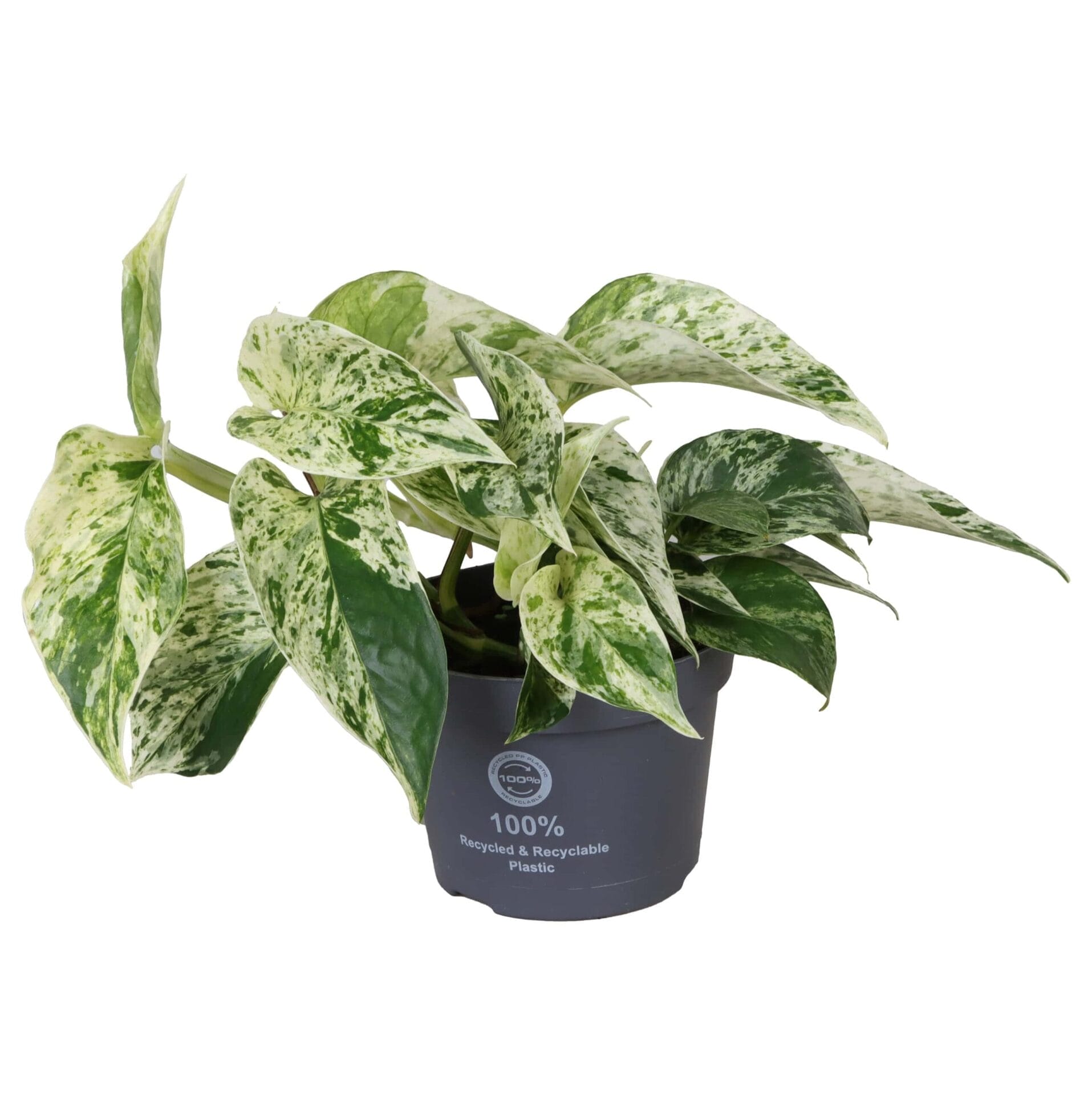 Epipremnum Marble Queen
