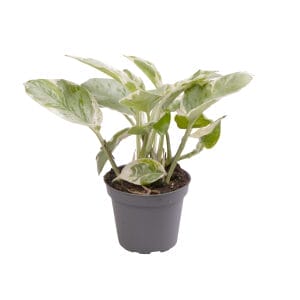 Epipremnum Njoy
