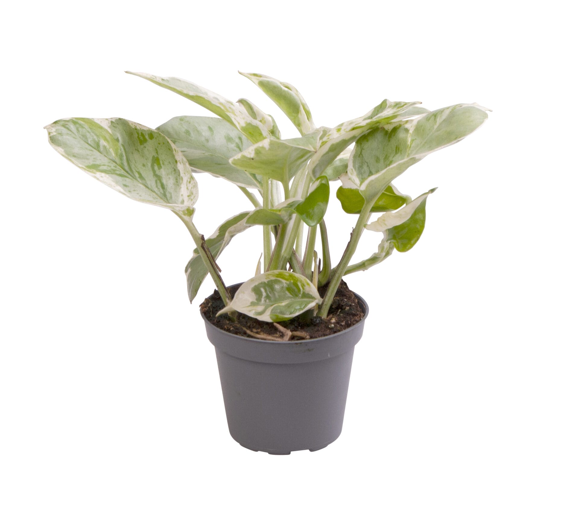 Epipremnum Njoy