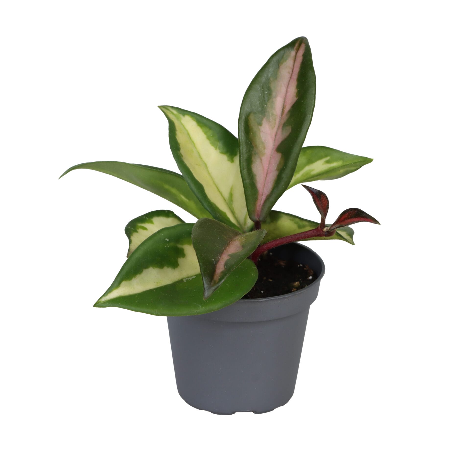 Hoya Carnosa Tricolor