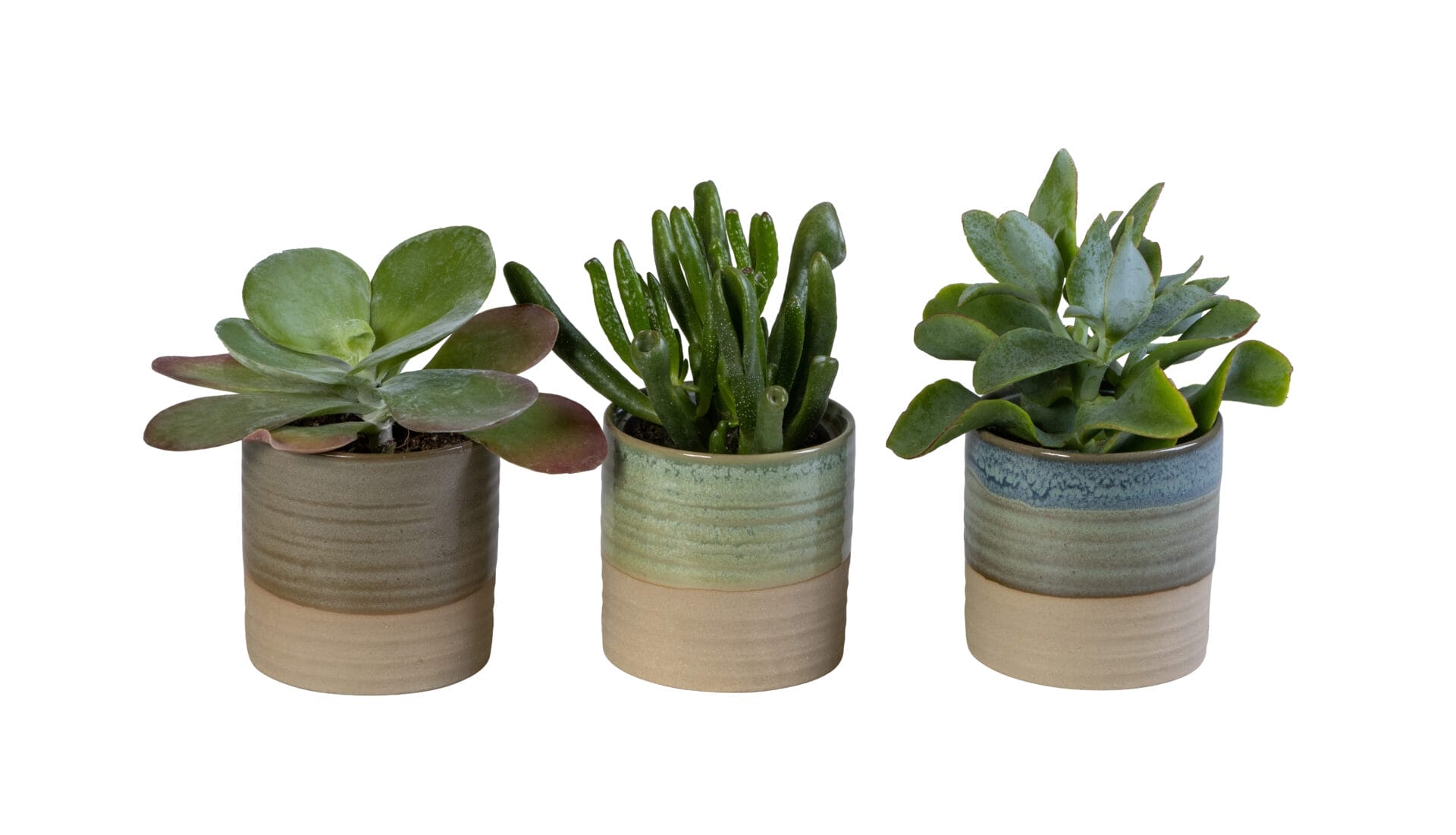 Succulent MIX