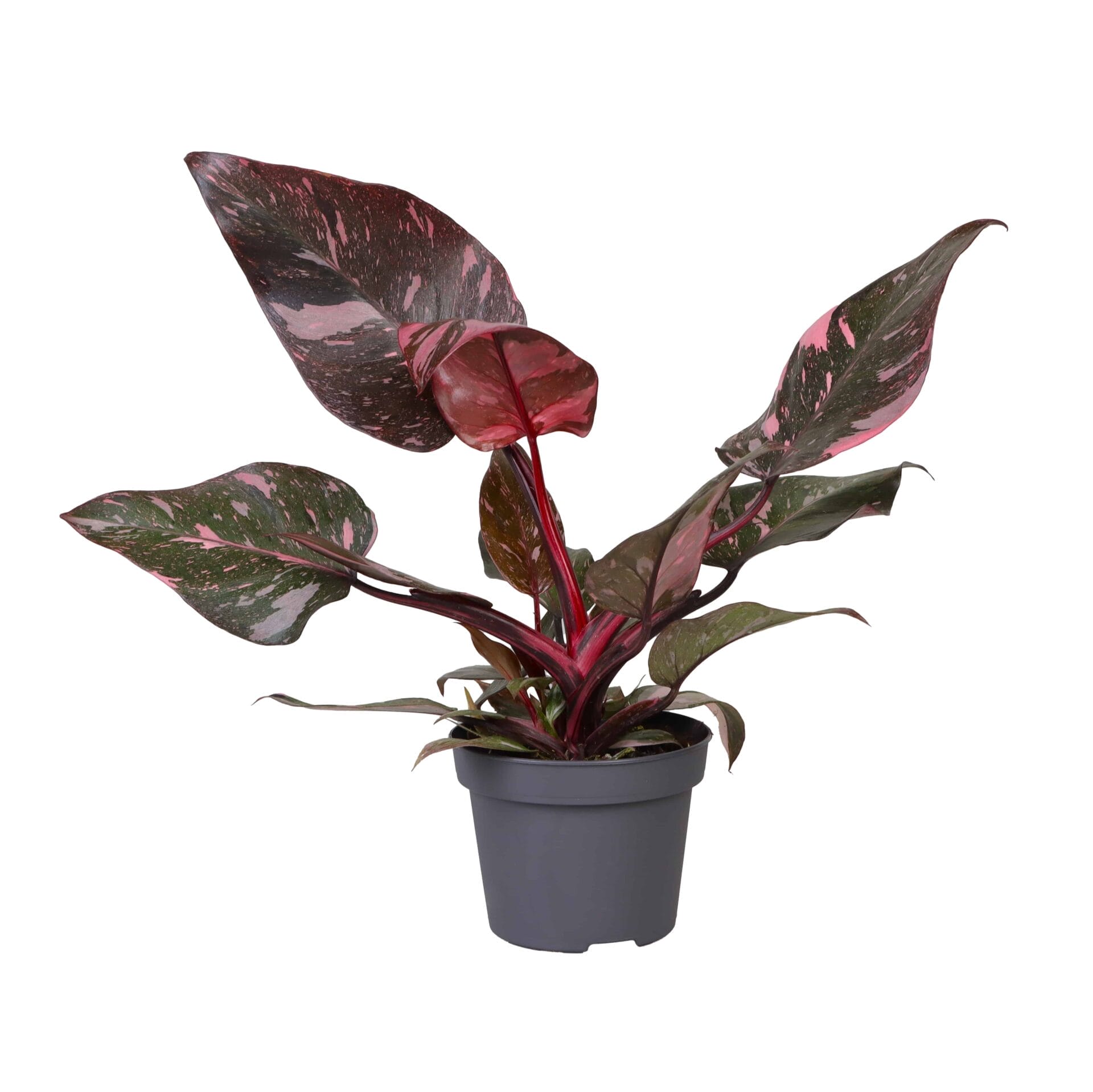 Philodendron Pink Princess Marble