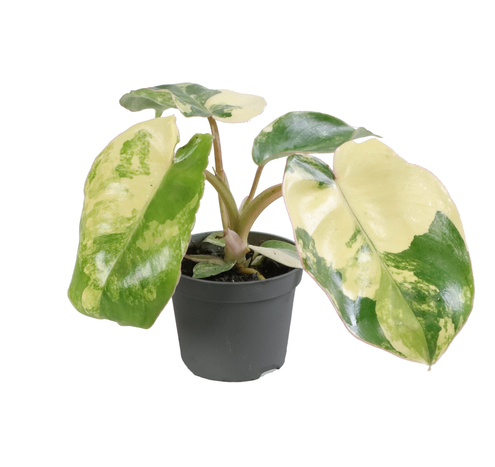 Philodendron Burle Marx Variegata