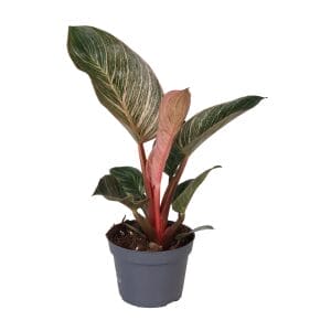 Philodendron Pink Bikini