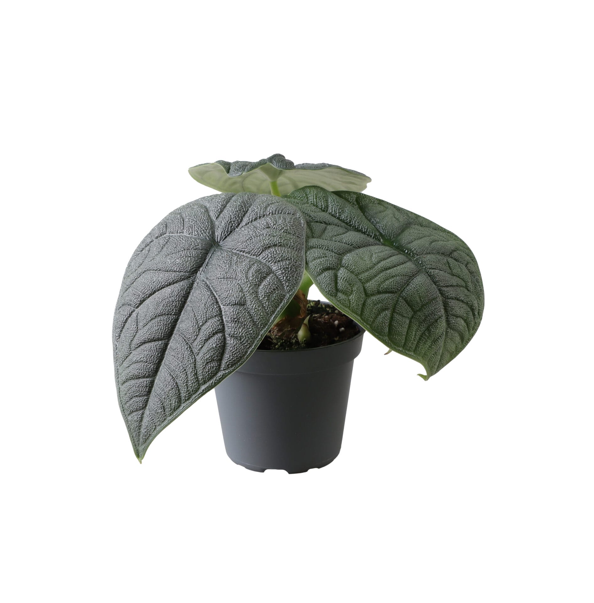 Alocasia Melo