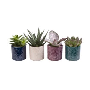 Succulent MIX