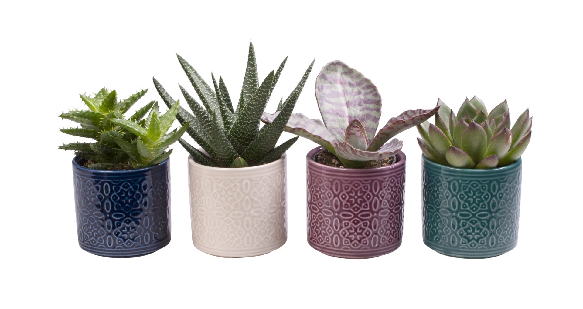 Succulent MIX