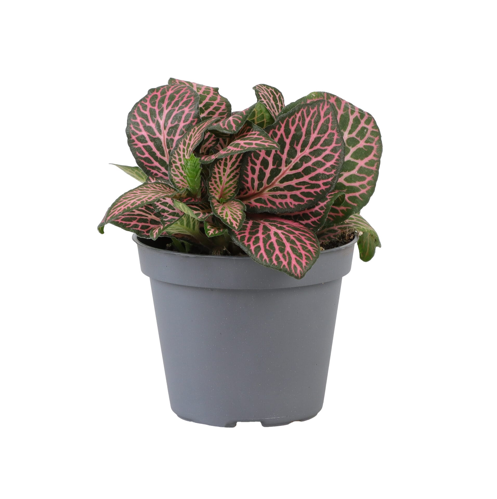 Fittonia Red Angel Pink