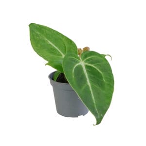 Anthurium Magnificum