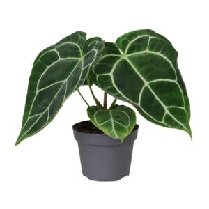Anthurium Crystallinum
