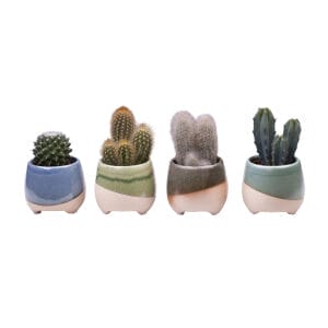 Cactaceae MIX