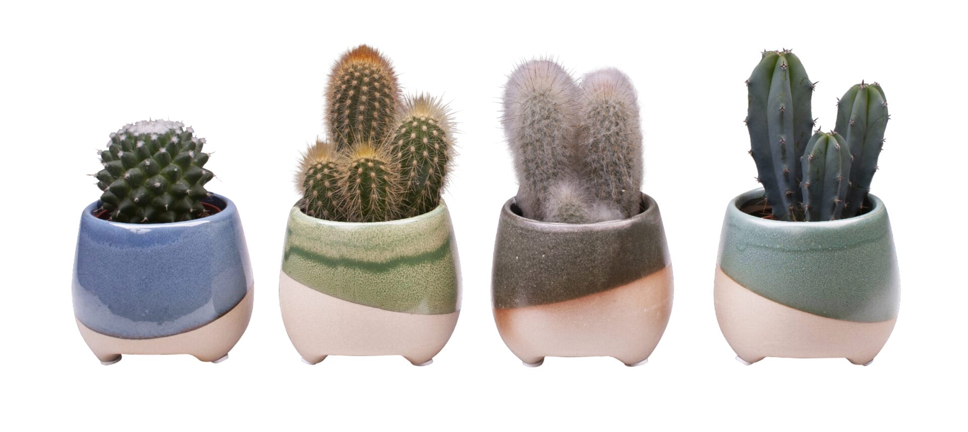 Cactaceae MIX