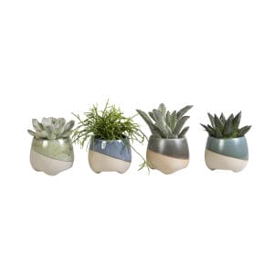 Succulent MIX