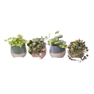 Peperomia Hanging Plants MIX