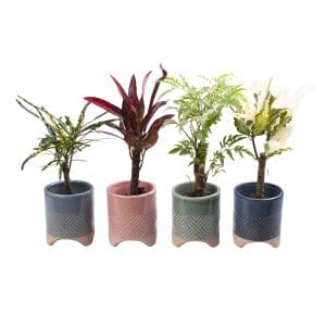Cane MIX
