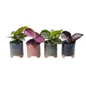 Calathea MIX