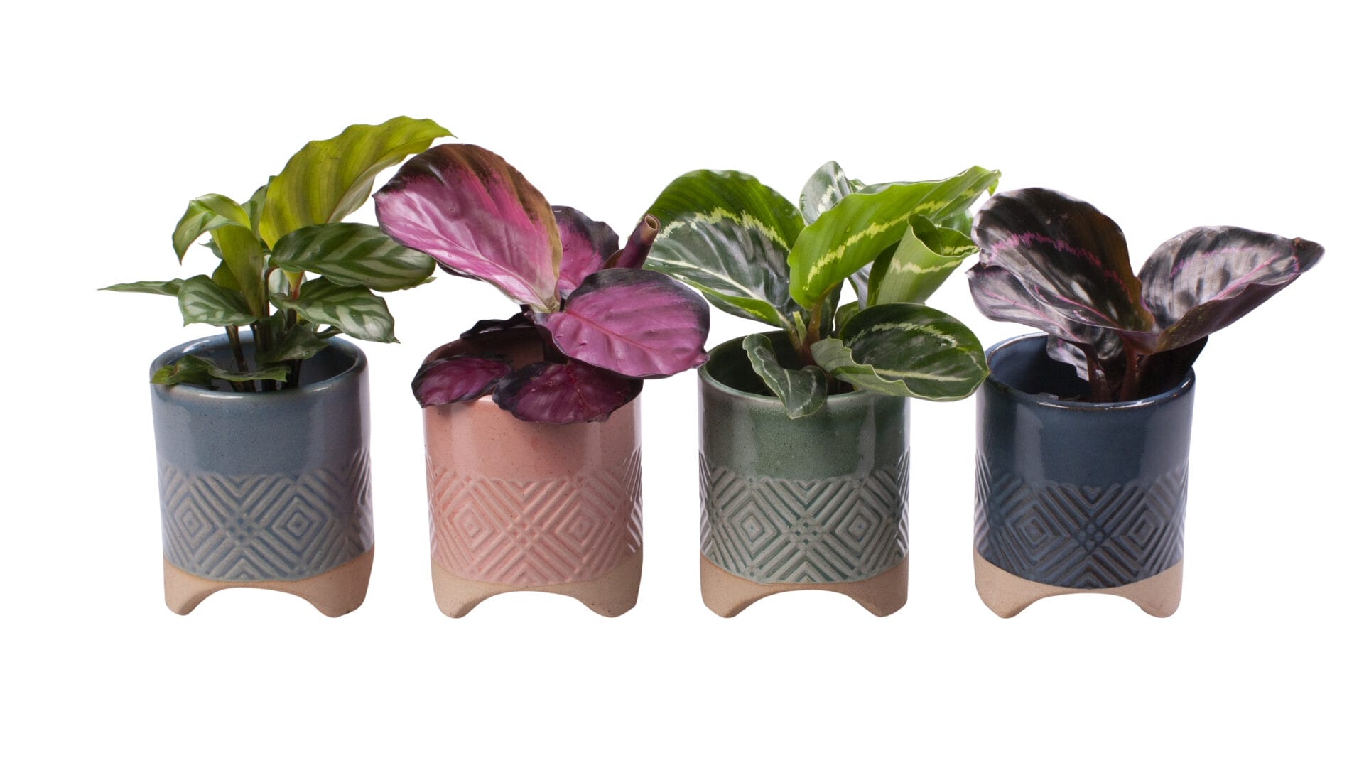 Calathea MIX