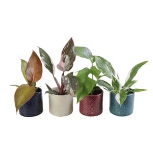 Philodendron MIX