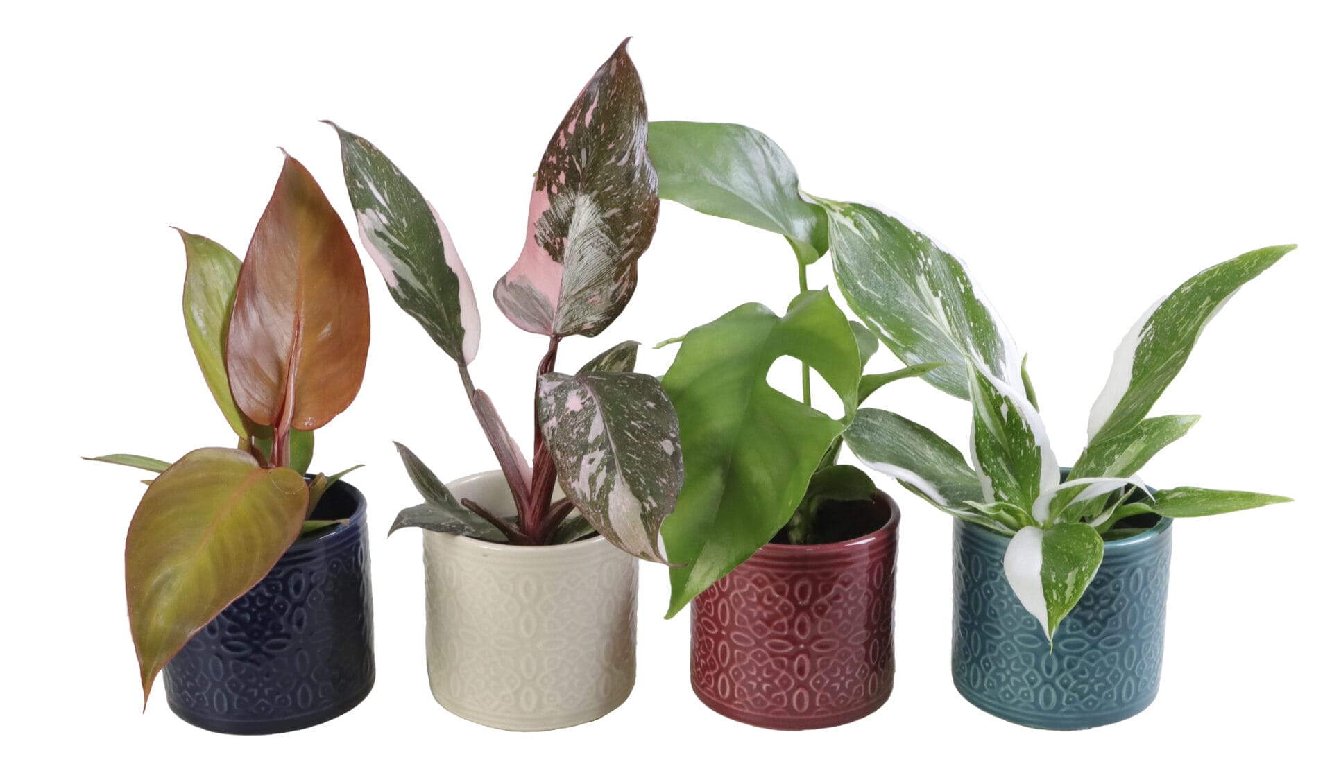 Philodendron MIX