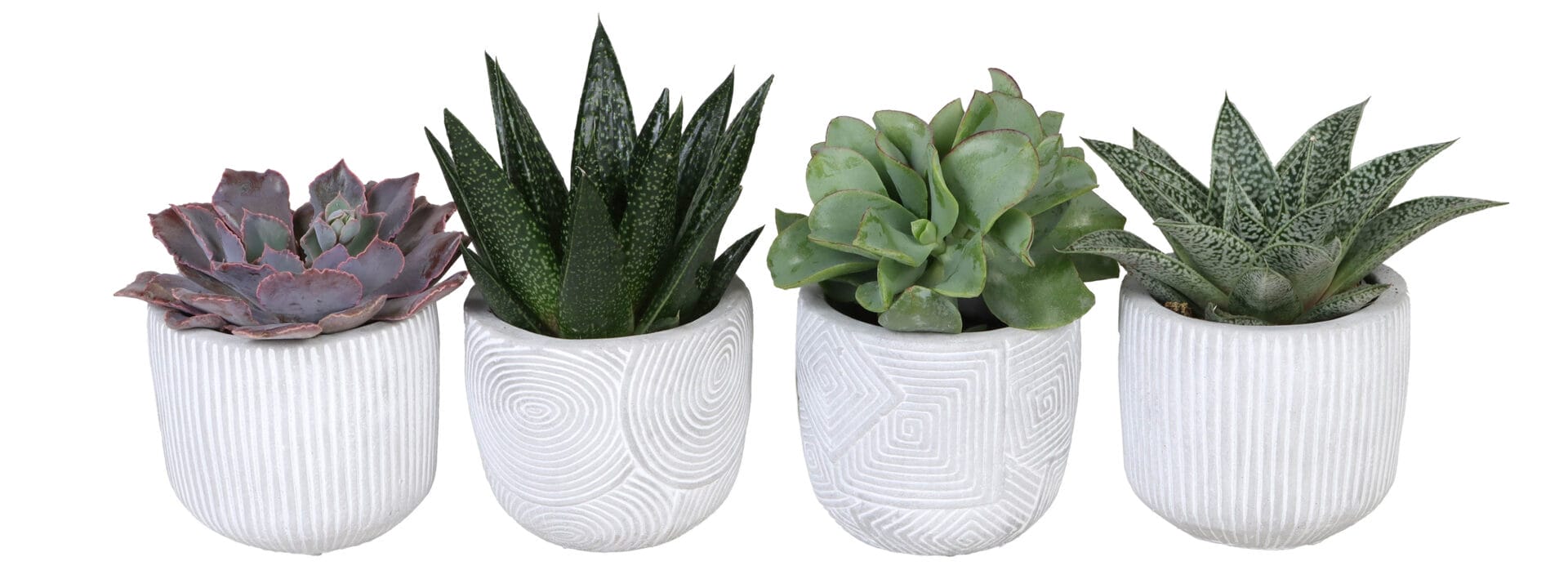 Succulent MIX