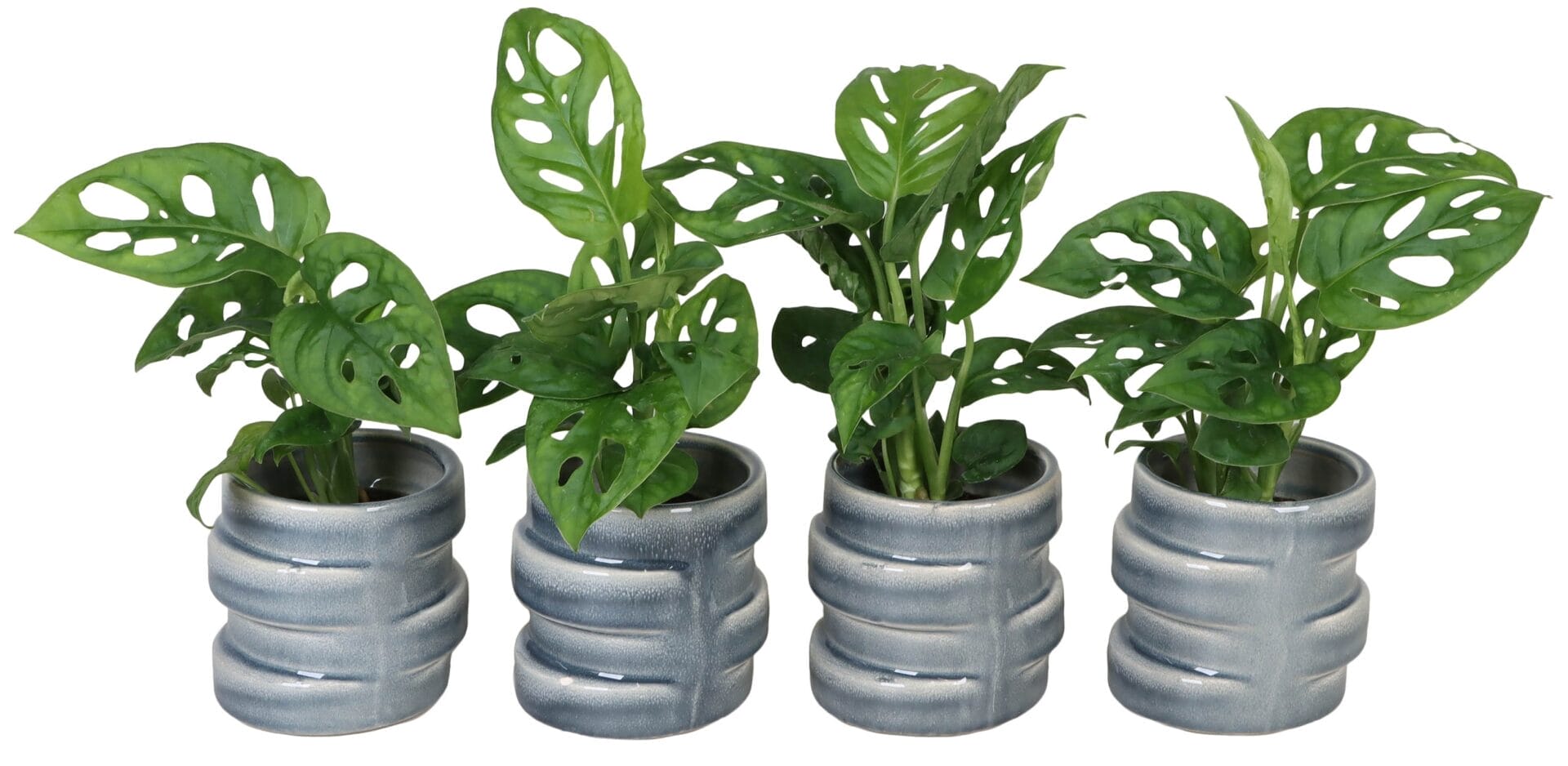 Monstera Obliqua