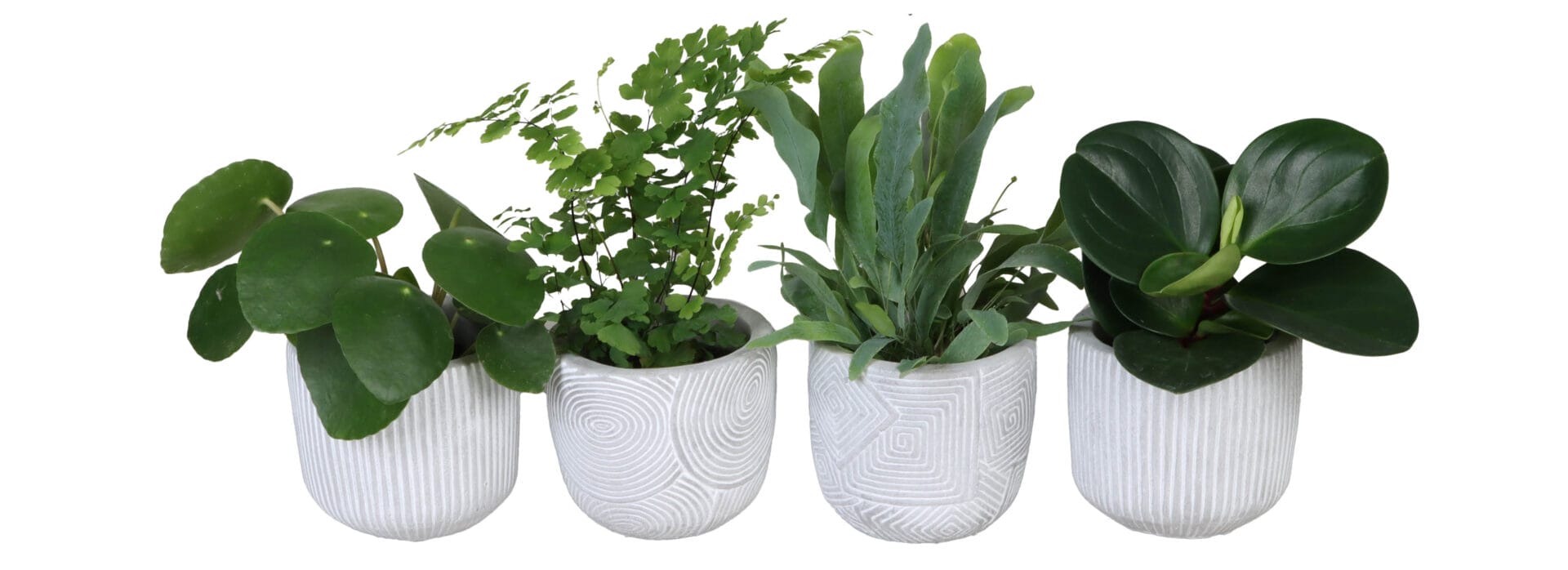 Green MIX