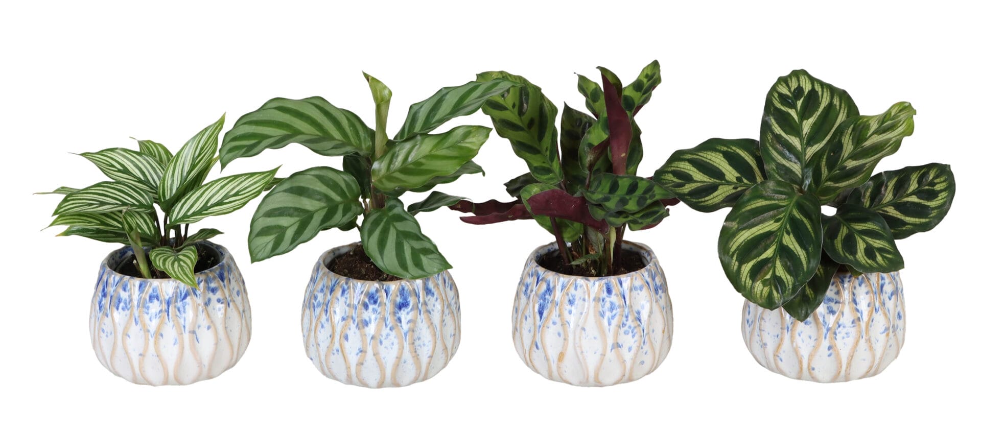 Calathea MIX