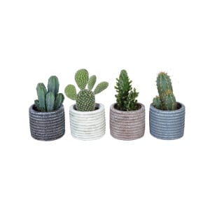 Cactaceae MIX