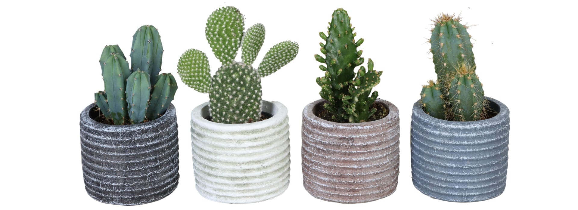 Cactaceae MIX