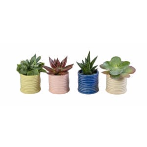 Succulent MIX