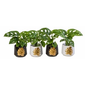 Monstera Obliqua
