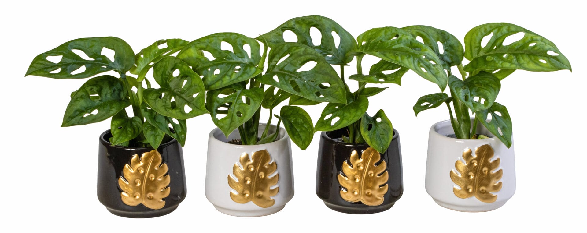 Monstera Obliqua