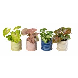 Syngonium MIX