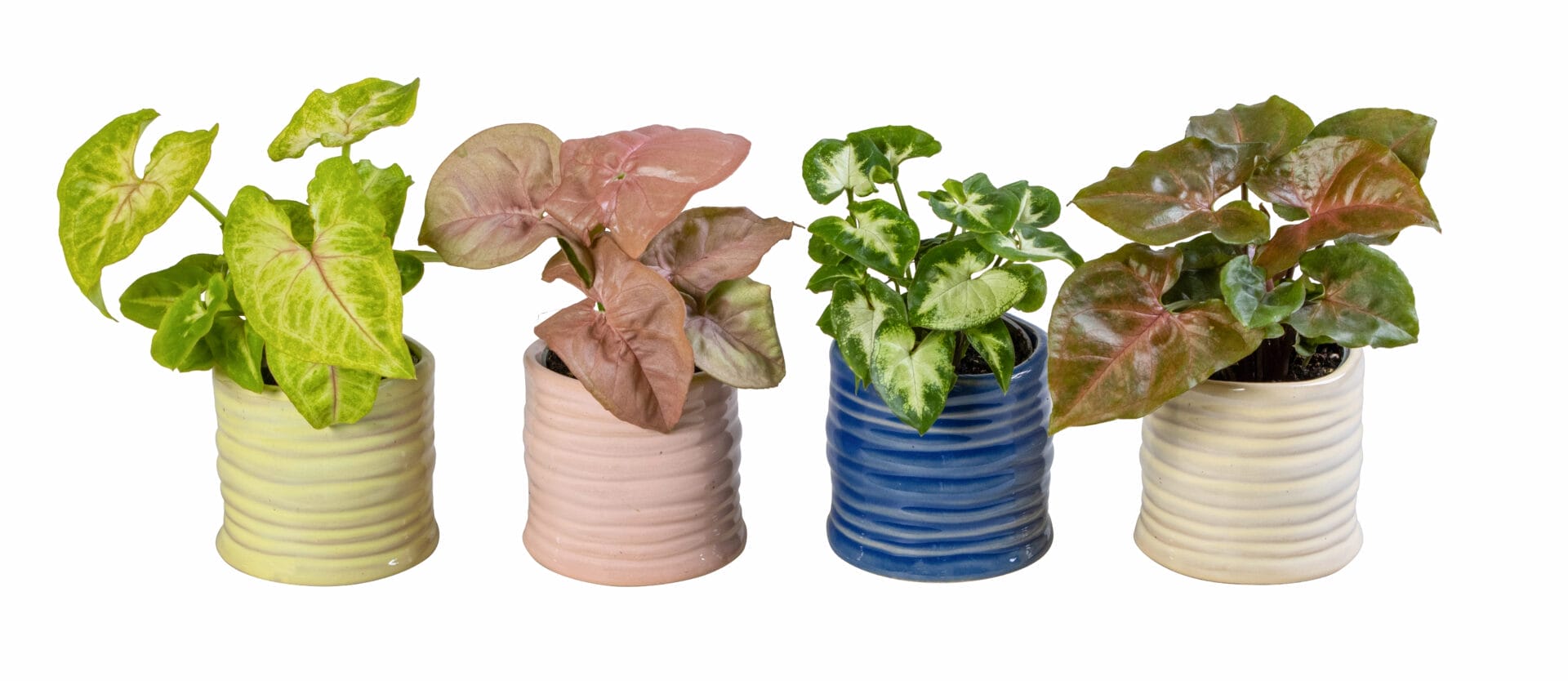 Syngonium MIX