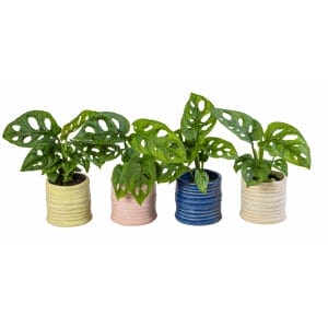 Monstera Obliqua