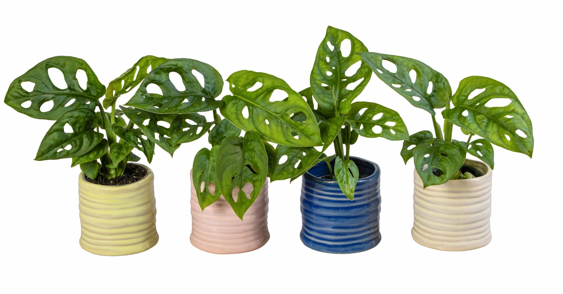 Monstera Obliqua