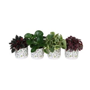 Peperomia MIX