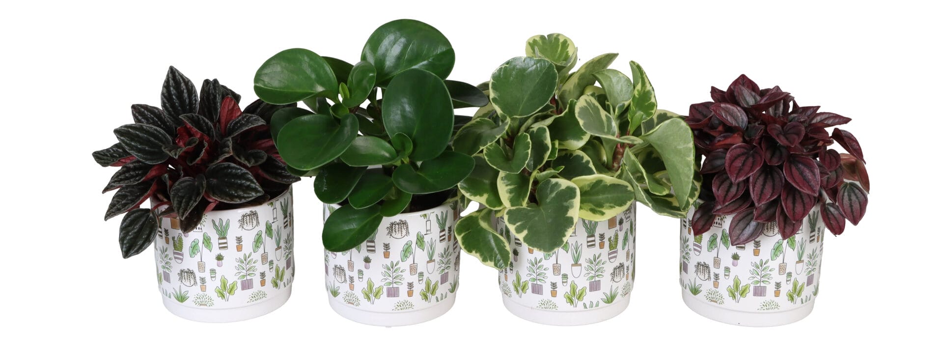 Peperomia MIX