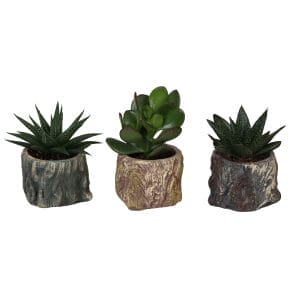 Succulent MIX