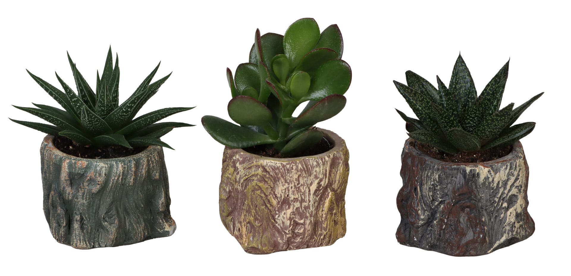 Succulent MIX